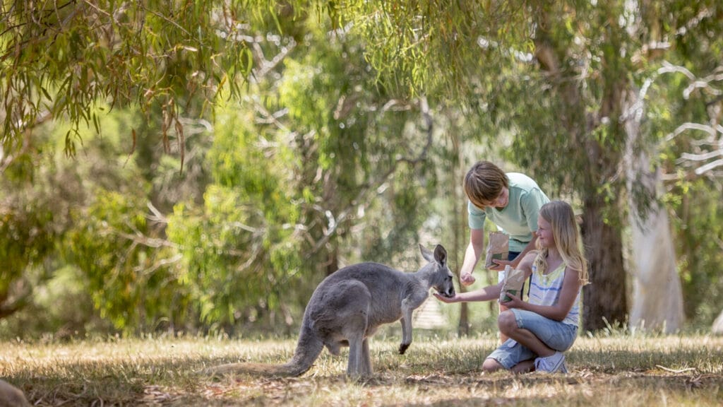 Two children feeding a wallaby from the palm of their hands