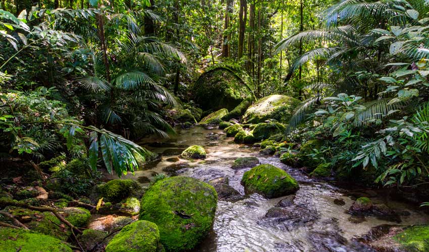 discovering the daintree