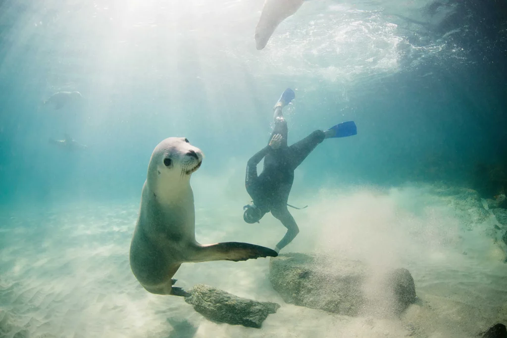 Australian sea lions swimming alongside a snorkeller in clear water.