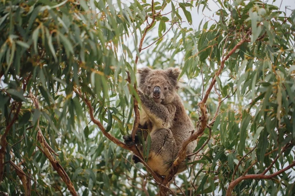 Koala sitting in a bushy eucalyptus tree.
