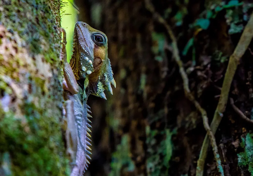 Close up of a tropical lizard in the Daintree Rainforest in Tropical North Queensland.