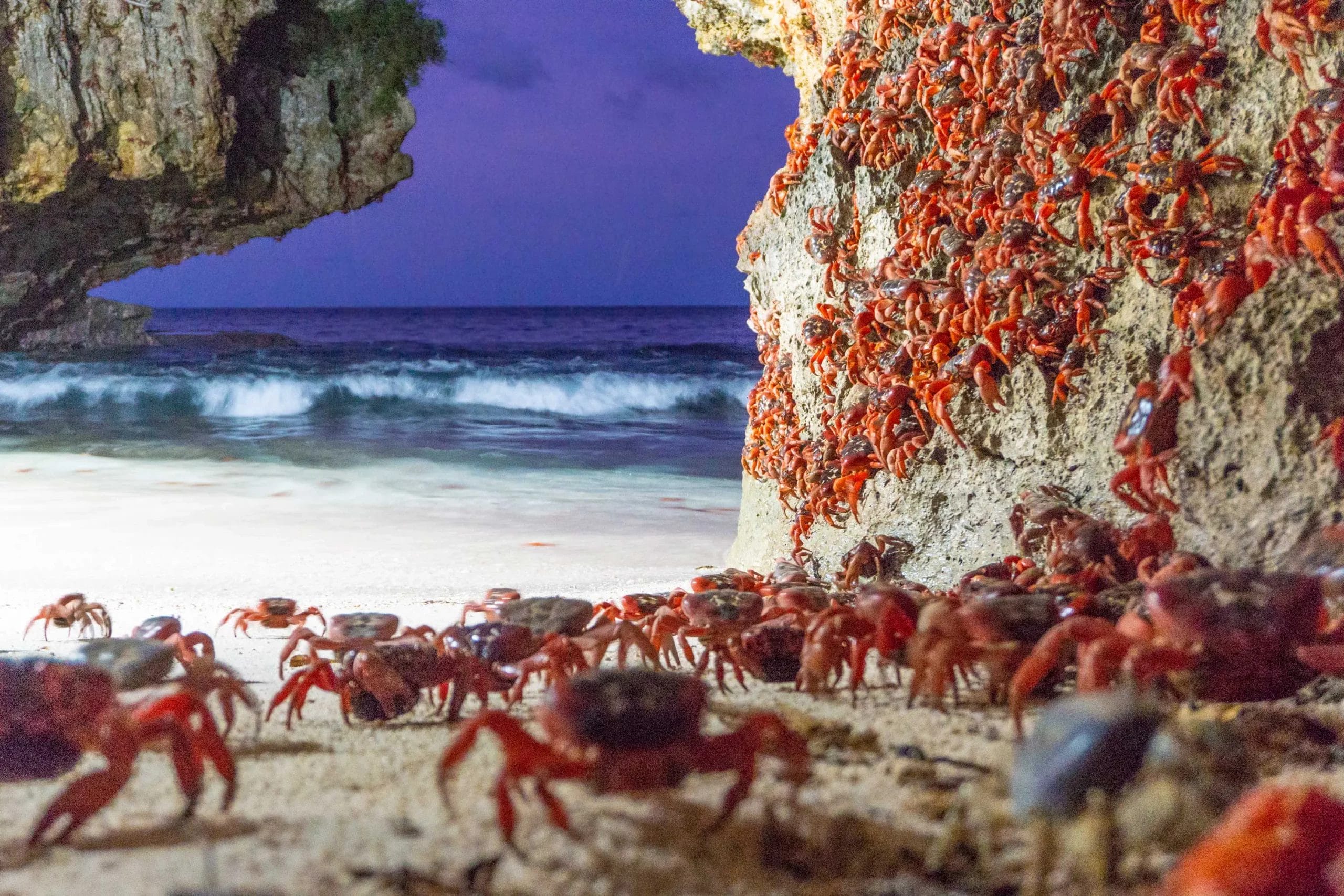 Hundreds of red crabs on the white sand shore and beach cliffs of Christmas Island