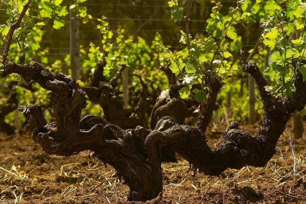 A gnarled Old Shiraz Vine at The Louise in the Barossa Valley wine region