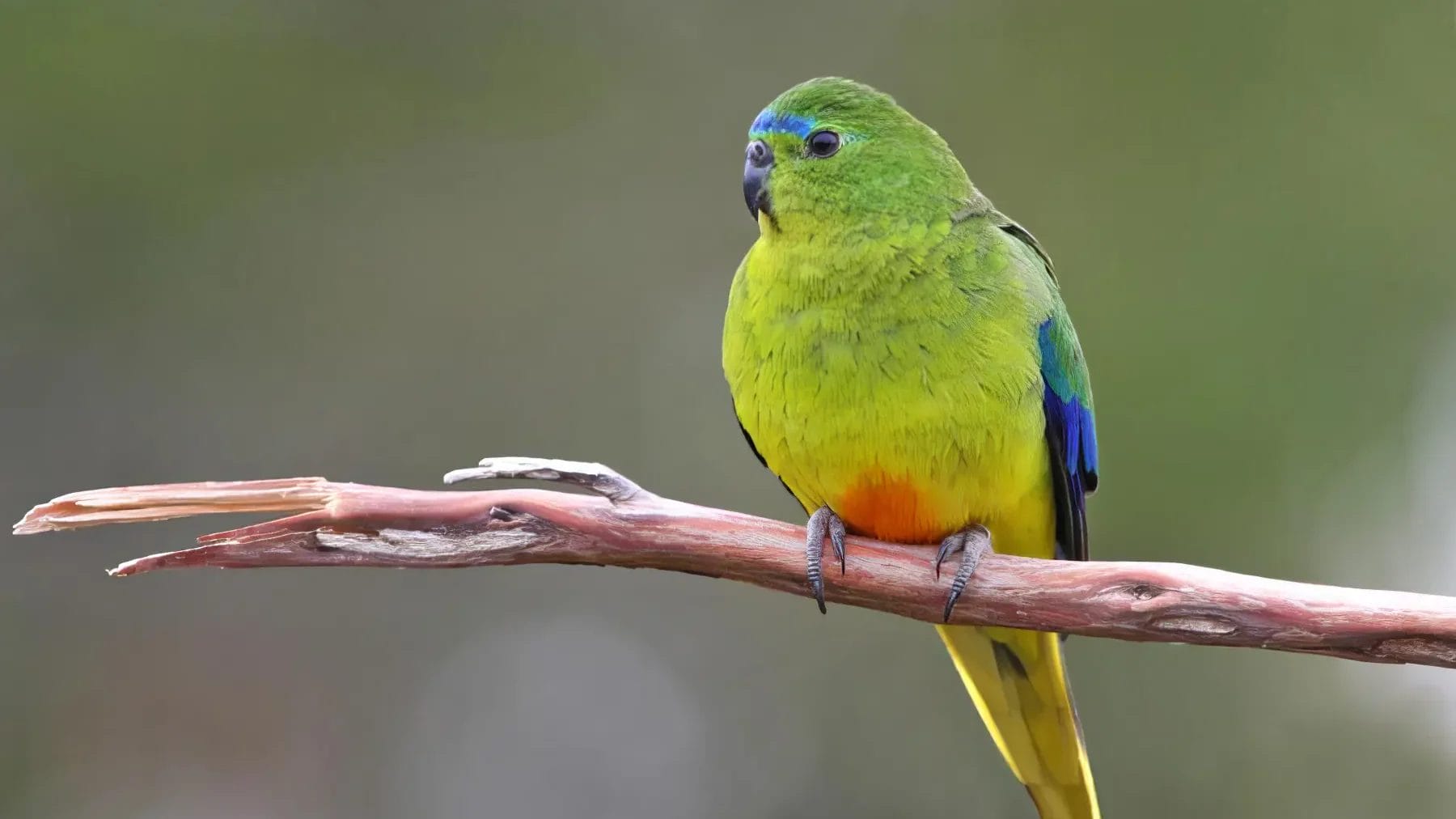 Orange-bellied Parrot, Credit Inala Tours
