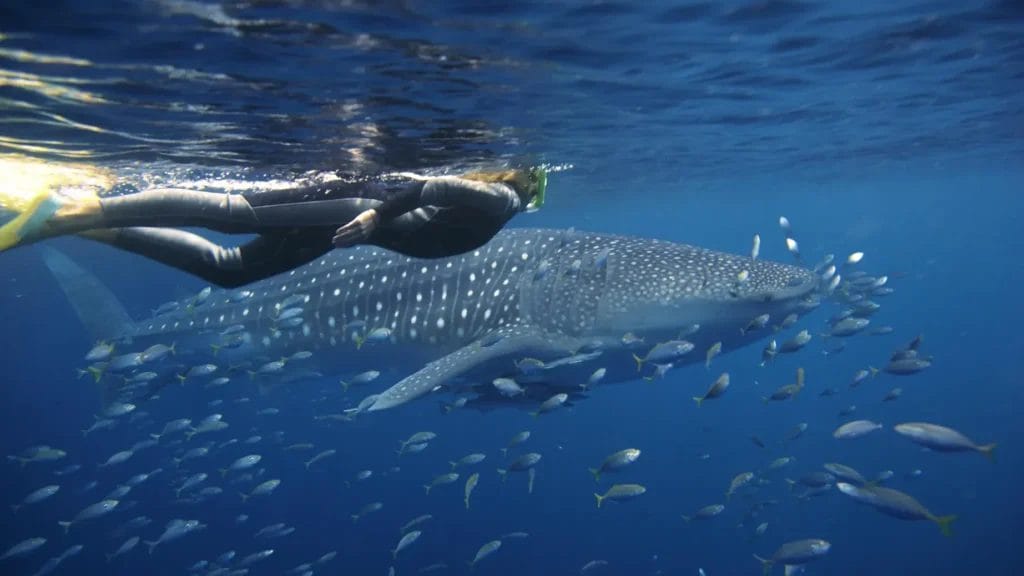 Swimming with Whale Shark, Sal Salis, Ningaloo Reef
