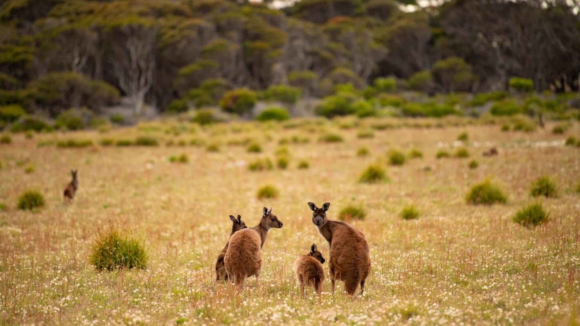 Group of Kangaroos - Exceptional Kangaroo Island