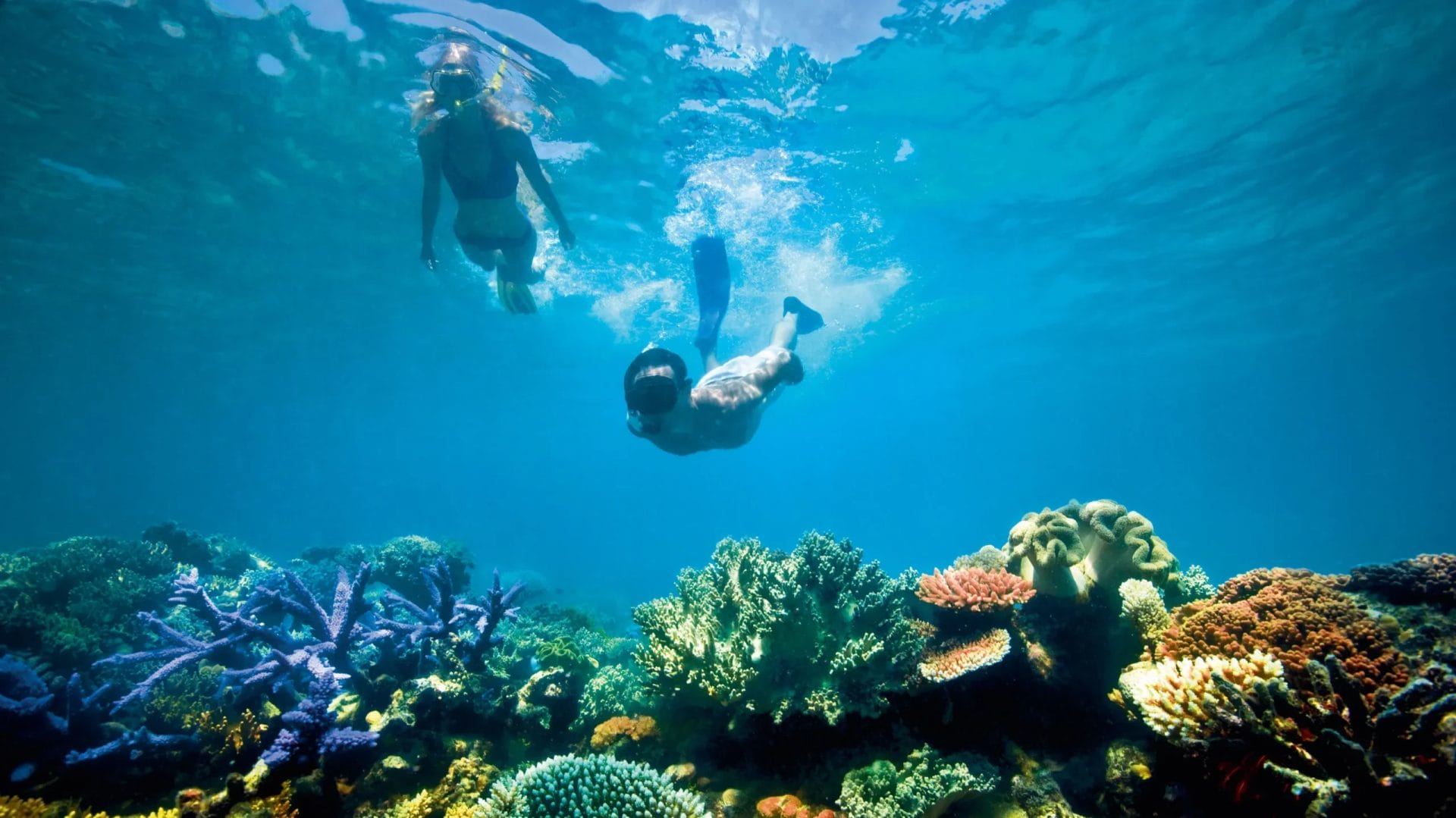 Snorkellers above a colourful coral reef.