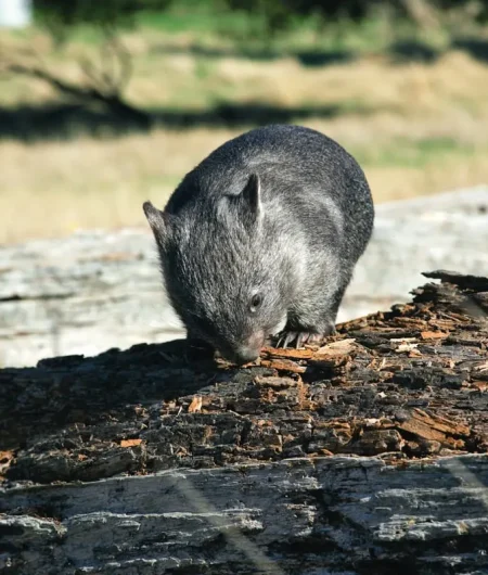 Pepperbush Adventures Wombat