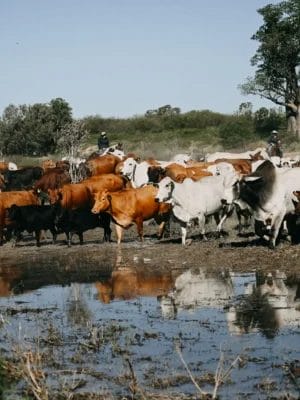 Cattle Activities - Bullo River Station