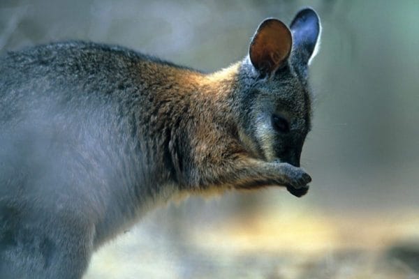 exceptional kangaroo island wallaby