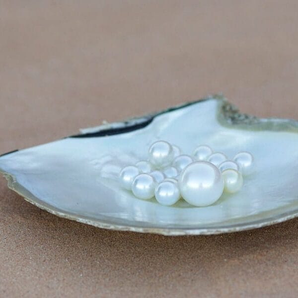 Pearl-Shell-and-pearls1