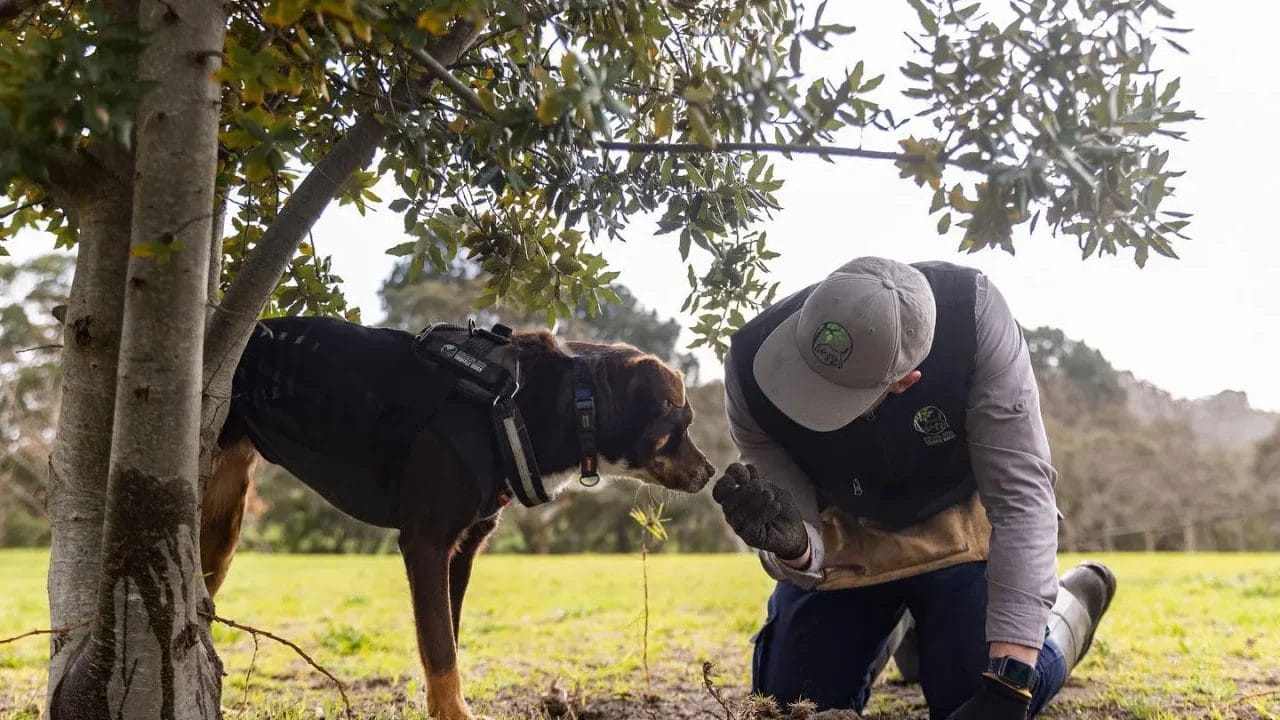 Adelaide Hills Truffle Dog Ruby sniffing a truffle held by a handler