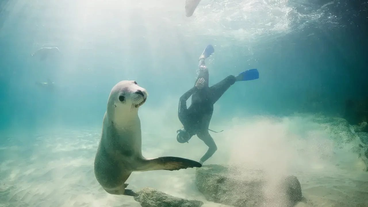 Person swimming with a sea lion