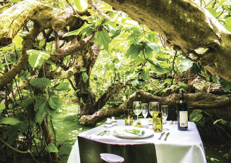 Dinner setting for two underneath the Enchanted Fig Tree