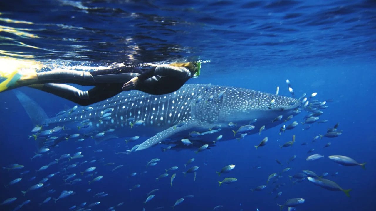 Snorkeller swimming alongside a whale shark and a chorus of fish at Ningaloo Reef, Western Australia